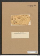 Berkeleya conferta (W.Sm.) Grun. (de-Toni-Nr.: Genus 21, Species 1223) Zeichnungen Sammlung Grunow Nr. 2364 (NHMW-BOT-W0369498)